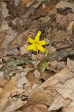 Yellow Trout- Lily, Erythronium americanum