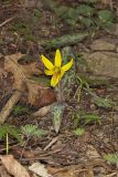 Yellow Trout- Lily, Erythronium americanum