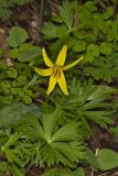 Yellow Trout- Lily, Erythronium americanum