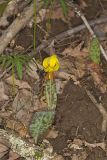 Yellow Trout- Lily, Erythronium americanum