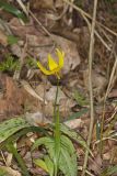 Yellow Trout- Lily, Erythronium americanum