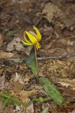 Yellow Trout- Lily, Erythronium americanum