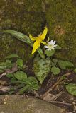 Yellow Trout- Lily, Erythronium americanum