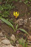 Yellow Trout- Lily, Erythronium americanum