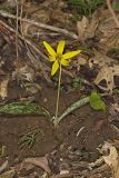 Yellow Trout- Lily, Erythronium americanum