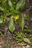 Yellow Trout- Lily, Erythronium americanum