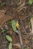 Yellow Trout- Lily, Erythronium americanum