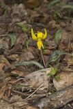 Yellow Trout- Lily, Erythronium americanum