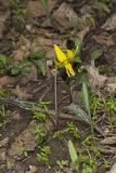 Yellow Trout- Lily, Erythronium americanum