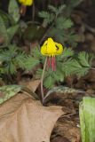 Yellow Trout- Lily, Erythronium americanum