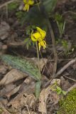 Yellow Trout- Lily, Erythronium americanum