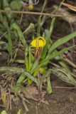 Yellow Trout- Lily, Erythronium americanum