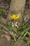Yellow Trout- Lily, Erythronium americanum