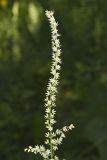 Eastern Featherbells, Stenanthium gramineum