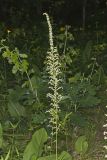 Eastern Featherbells, Stenanthium gramineum
