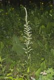 Eastern Featherbells, Stenanthium gramineum