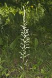 Eastern Featherbells, Stenanthium gramineum