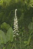 Eastern Featherbells, Stenanthium gramineum