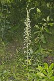 Eastern Featherbells, Stenanthium gramineum