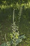 Eastern Featherbells, Stenanthium gramineum