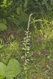 Eastern Featherbells, Stenanthium gramineum