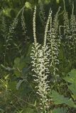 Eastern Featherbells, Stenanthium gramineum