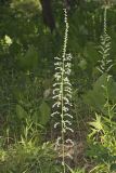Eastern Featherbells, Stenanthium gramineum