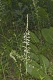 Eastern Featherbells, Stenanthium gramineum