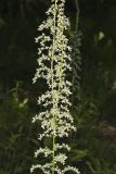 Eastern Featherbells, Stenanthium gramineum