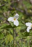 Large-flowering Trillium, Trillium grandiflorum
