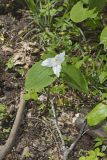 Large-flowering Trillium, Trillium grandiflorum