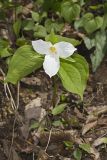 Large-flowering Trillium, Trillium grandiflorum