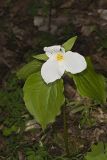 Large-flowering Trillium, Trillium grandiflorum