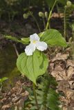 Large-flowering Trillium, Trillium grandiflorum