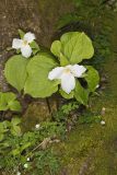 Large-flowering Trillium, Trillium grandiflorum