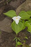 Large-flowering Trillium, Trillium grandiflorum