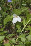 Large-flowering Trillium, Trillium grandiflorum