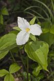 Large-flowering Trillium, Trillium grandiflorum
