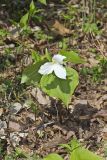 Large-flowering Trillium, Trillium grandiflorum