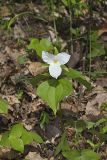 Large-flowering Trillium, Trillium grandiflorum