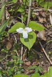 Large-flowering Trillium, Trillium grandiflorum