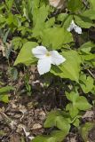 Large-flowering Trillium, Trillium grandiflorum