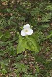 Large-flowering Trillium, Trillium grandiflorum
