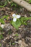 Large-flowering Trillium, Trillium grandiflorum