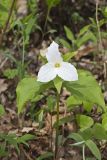 Large-flowering Trillium, Trillium grandiflorum