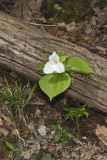 Large-flowering Trillium, Trillium grandiflorum