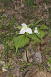 Large-flowering Trillium, Trillium grandiflorum
