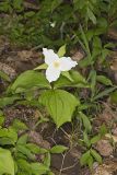 Large-flowering Trillium, Trillium grandiflorum