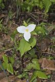 Large-flowering Trillium, Trillium grandiflorum