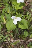 Large-flowering Trillium, Trillium grandiflorum